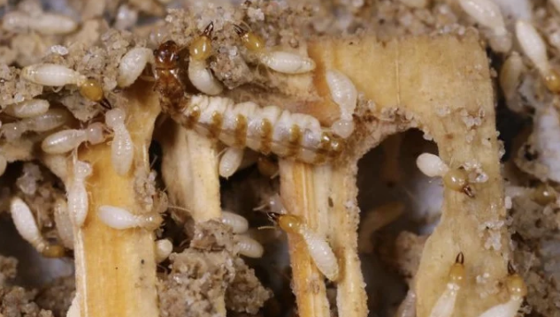 Jasa Anti Rayap Profesional untuk Melindungi Bangunan dari Kerusakan